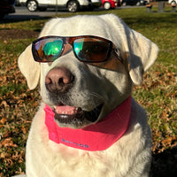 Arctic Bay Cooling Collar