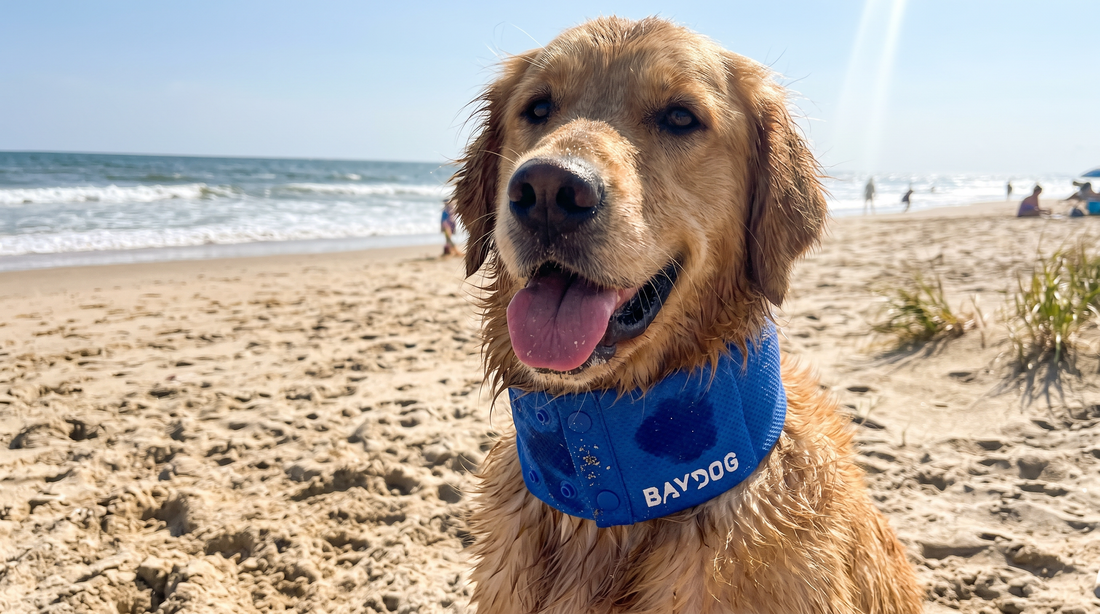 Arctic Bay Cooling Collar